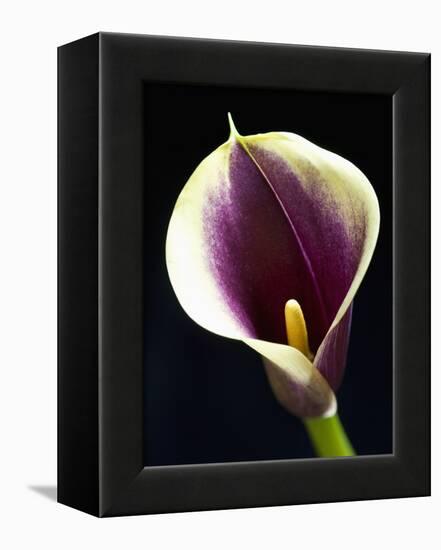 Orange Calla lily-Clive Nichols-Framed Premier Image Canvas