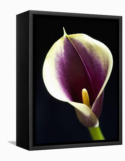 Orange Calla lily-Clive Nichols-Framed Premier Image Canvas