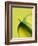 Orange Calla lily-Clive Nichols-Framed Photographic Print