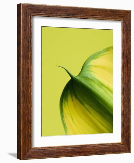 Orange Calla lily-Clive Nichols-Framed Photographic Print