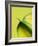 Orange Calla lily-Clive Nichols-Framed Photographic Print