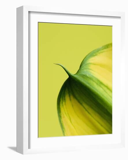 Orange Calla lily-Clive Nichols-Framed Photographic Print