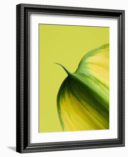 Orange Calla lily-Clive Nichols-Framed Photographic Print