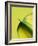 Orange Calla lily-Clive Nichols-Framed Photographic Print