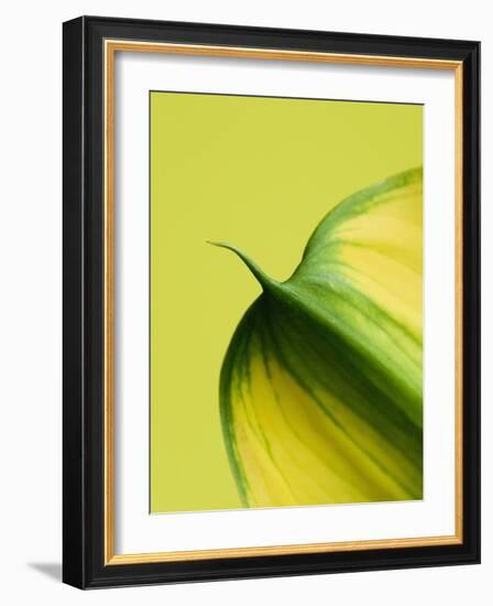 Orange Calla lily-Clive Nichols-Framed Photographic Print