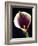 Orange Calla lily-Clive Nichols-Framed Photographic Print