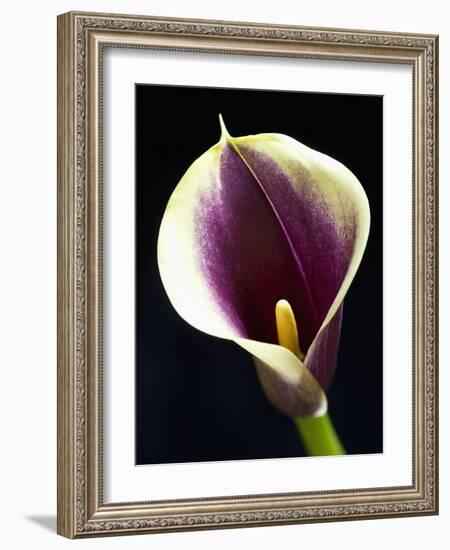 Orange Calla lily-Clive Nichols-Framed Photographic Print