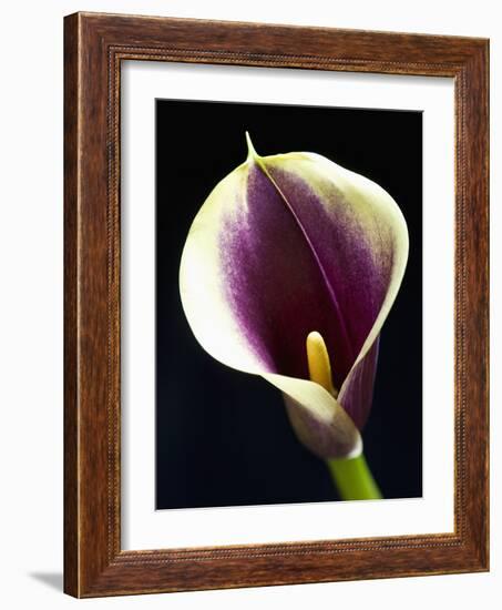 Orange Calla lily-Clive Nichols-Framed Photographic Print