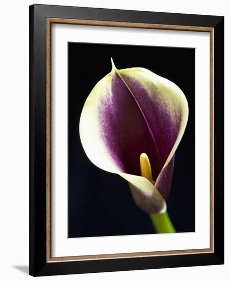 Orange Calla lily-Clive Nichols-Framed Photographic Print