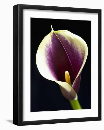 Orange Calla lily-Clive Nichols-Framed Photographic Print