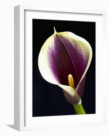 Orange Calla lily-Clive Nichols-Framed Photographic Print