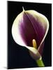 Orange Calla lily-Clive Nichols-Mounted Photographic Print