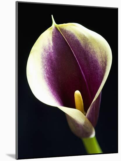 Orange Calla lily-Clive Nichols-Mounted Photographic Print