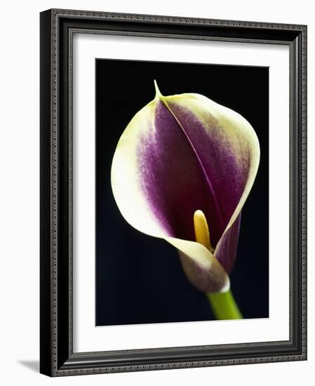 Orange Calla lily-Clive Nichols-Framed Photographic Print