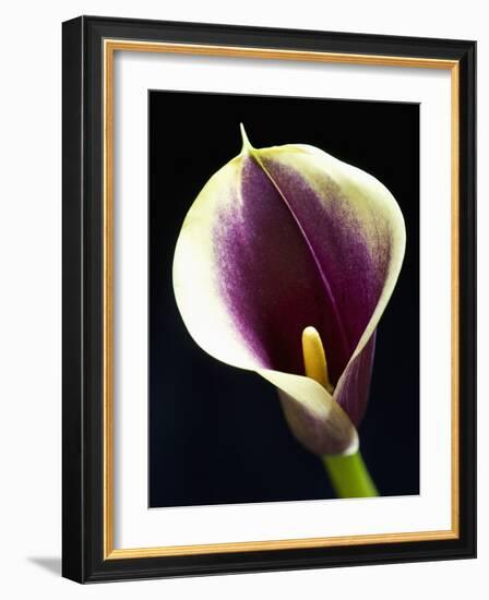 Orange Calla lily-Clive Nichols-Framed Photographic Print