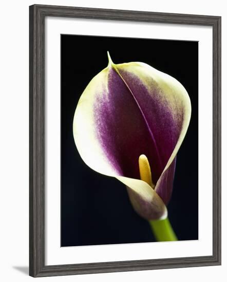 Orange Calla lily-Clive Nichols-Framed Photographic Print