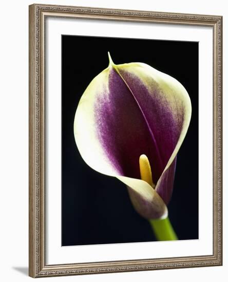 Orange Calla lily-Clive Nichols-Framed Photographic Print