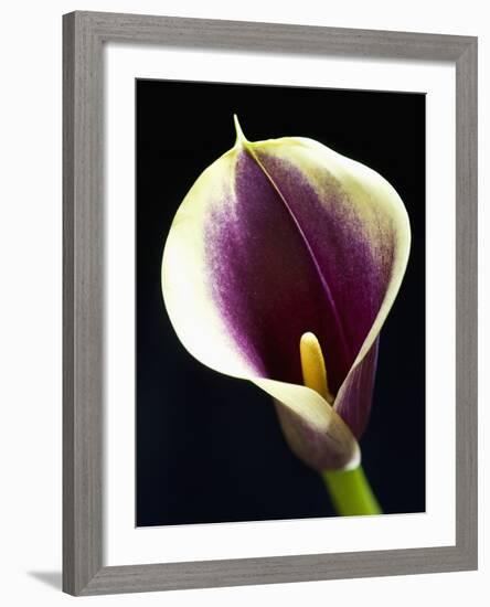 Orange Calla lily-Clive Nichols-Framed Photographic Print