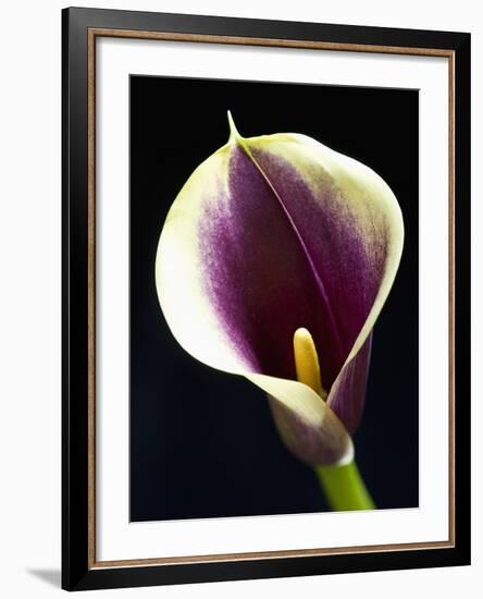 Orange Calla lily-Clive Nichols-Framed Photographic Print
