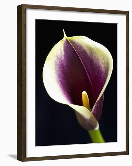 Orange Calla lily-Clive Nichols-Framed Photographic Print