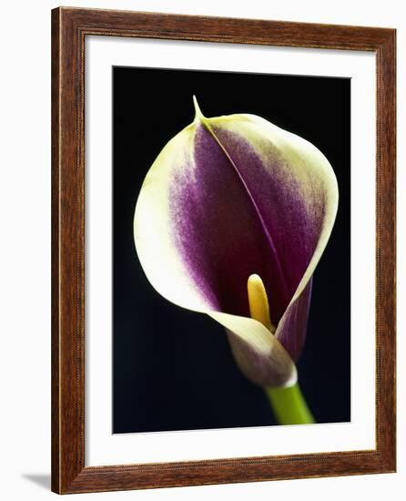 Orange Calla lily-Clive Nichols-Framed Photographic Print