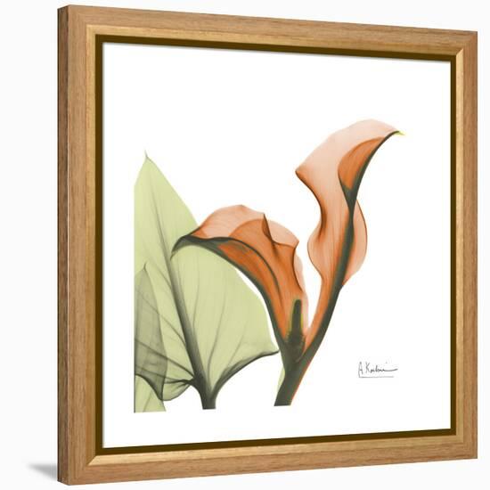 Orange Calla-Albert Koetsier-Framed Stretched Canvas