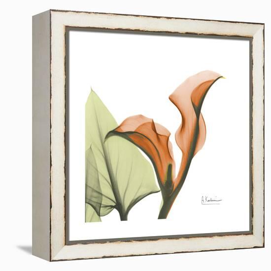 Orange Calla-Albert Koetsier-Framed Stretched Canvas