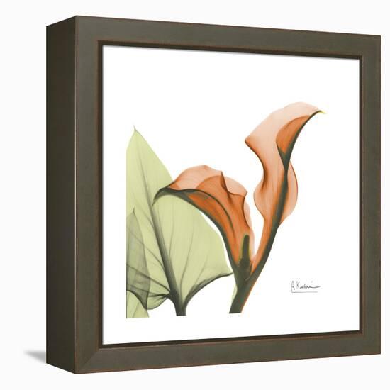 Orange Calla-Albert Koetsier-Framed Stretched Canvas