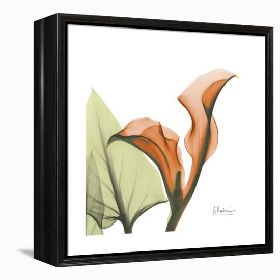 Orange Calla-Albert Koetsier-Framed Stretched Canvas