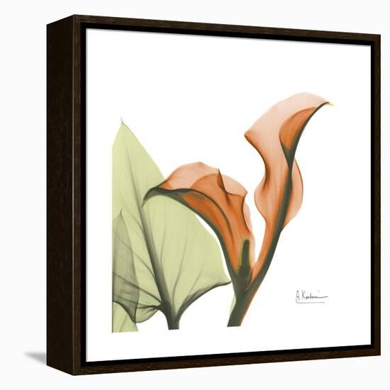 Orange Calla-Albert Koetsier-Framed Stretched Canvas