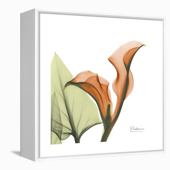 Orange Calla-Albert Koetsier-Framed Stretched Canvas