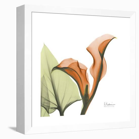 Orange Calla-Albert Koetsier-Framed Stretched Canvas