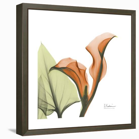 Orange Calla-Albert Koetsier-Framed Stretched Canvas