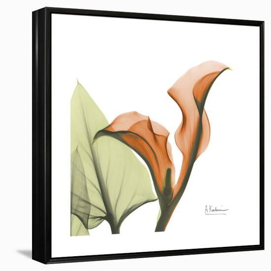 Orange Calla-Albert Koetsier-Framed Stretched Canvas