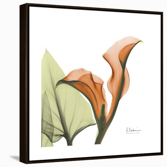 Orange Calla-Albert Koetsier-Framed Stretched Canvas