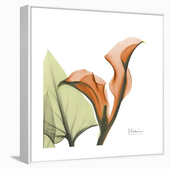 Orange Calla-Albert Koetsier-Framed Stretched Canvas