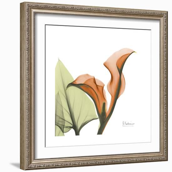 Orange Calla-Albert Koetsier-Framed Premium Giclee Print