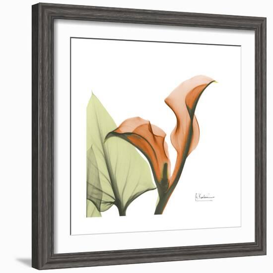 Orange Calla-Albert Koetsier-Framed Premium Giclee Print