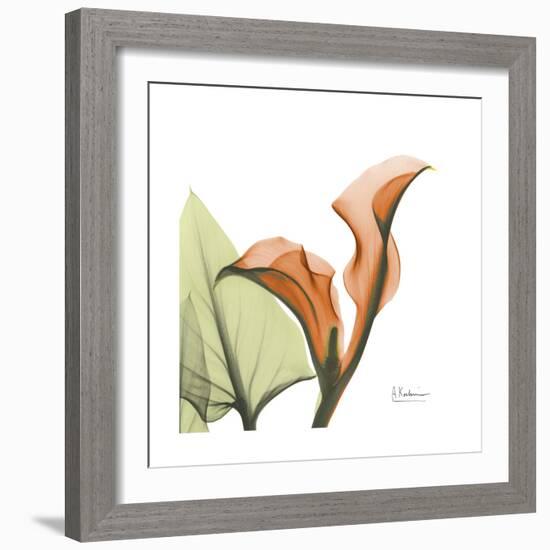 Orange Calla-Albert Koetsier-Framed Premium Giclee Print