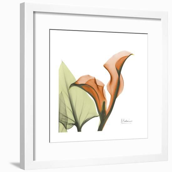 Orange Calla-Albert Koetsier-Framed Premium Giclee Print