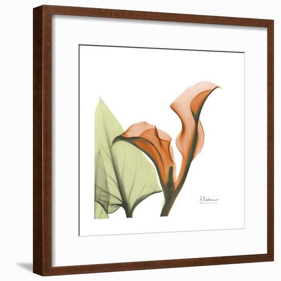 Orange Calla-Albert Koetsier-Framed Premium Giclee Print