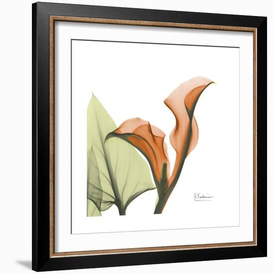 Orange Calla-Albert Koetsier-Framed Premium Giclee Print