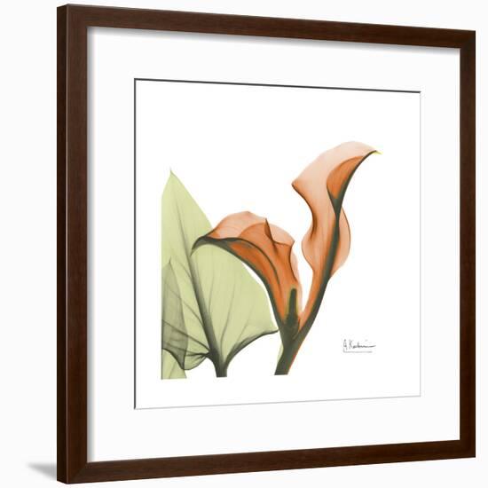 Orange Calla-Albert Koetsier-Framed Premium Giclee Print