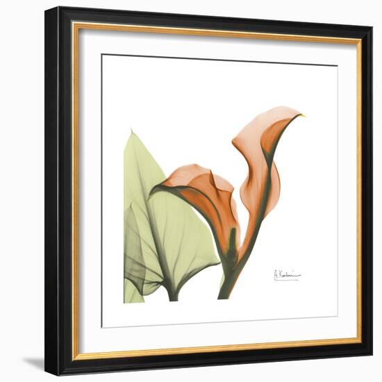 Orange Calla-Albert Koetsier-Framed Premium Giclee Print