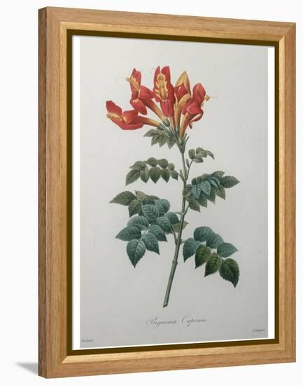 Orange Cape Honeysuckle-Pierre-Joseph Redoute-Framed Stretched Canvas