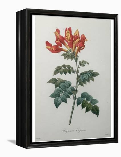 Orange Cape Honeysuckle-Pierre-Joseph Redoute-Framed Stretched Canvas