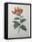 Orange Cape Honeysuckle-Pierre-Joseph Redoute-Framed Stretched Canvas