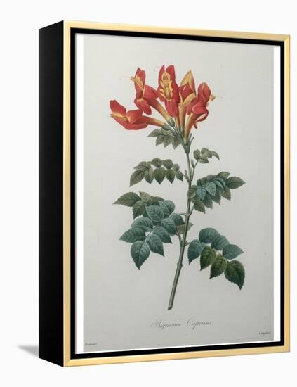 Orange Cape Honeysuckle-Pierre-Joseph Redoute-Framed Stretched Canvas