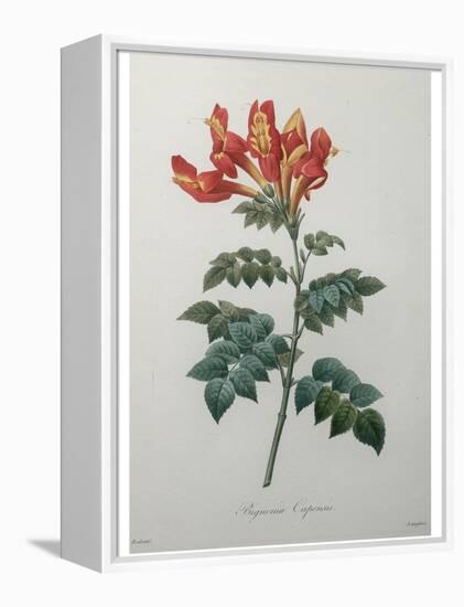 Orange Cape Honeysuckle-Pierre-Joseph Redoute-Framed Stretched Canvas