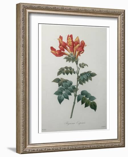 Orange Cape Honeysuckle-Pierre-Joseph Redoute-Framed Art Print